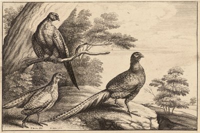 Three Pheasants by Wenceslaus Hollar